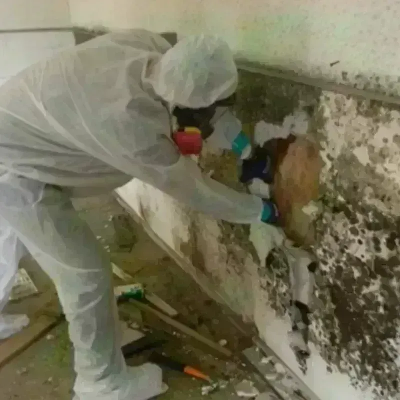 Mold Remediation and Removal in Girardville, PA